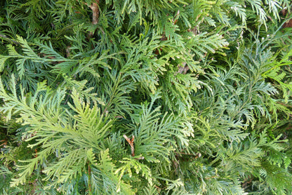 Conifeer | Thuja plicata 'Excelsa'