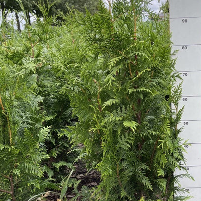 Conifeer | Thuja plicata 'Excelsa'