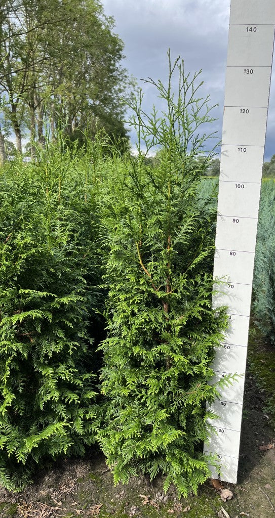 Conifeerhaag | Thuja plicata 'Gelderland'