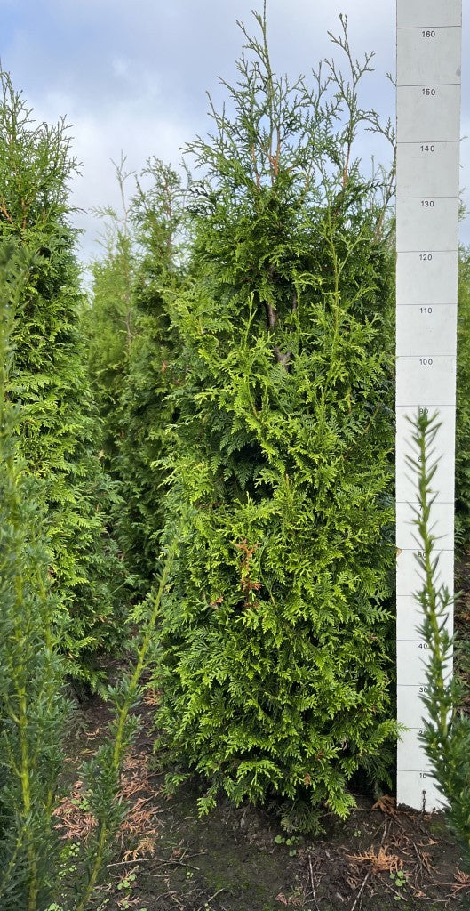 Conifeerhaag | Thuja plicata 'Gelderland'