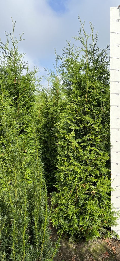 Conifeerhaag | Thuja plicata 'Gelderland'