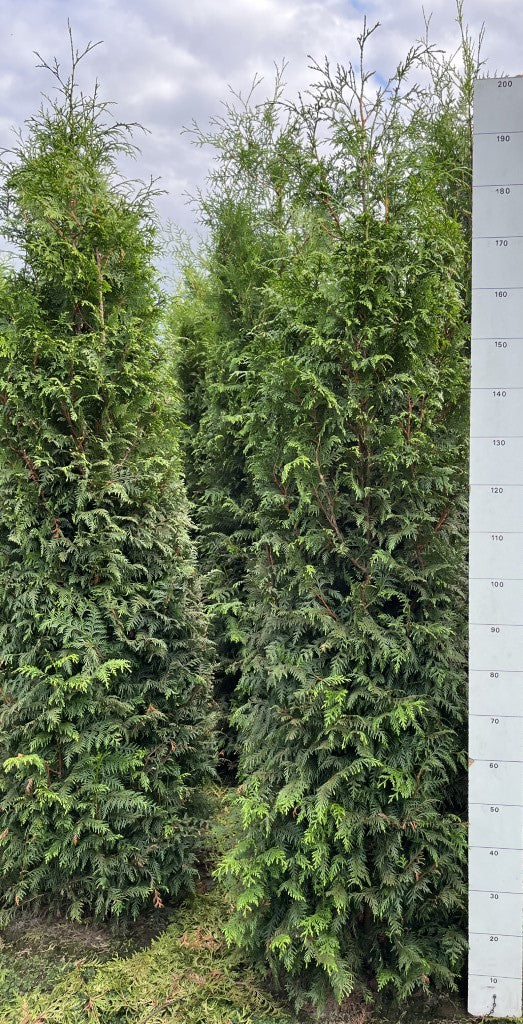 Conifeerhaag | Thuja plicata 'Gelderland'