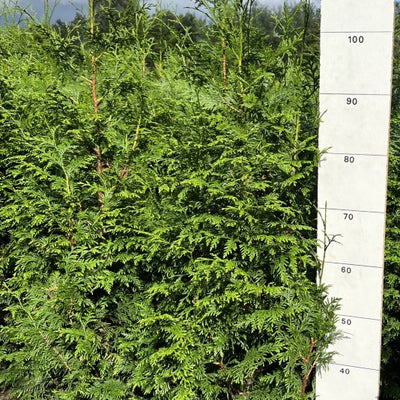 Conifeerhaag | Thuja plicata 'Gelderland'