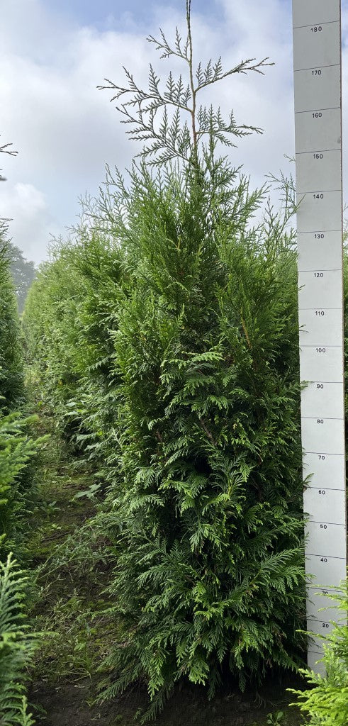 Thuja plicata 'Martin' | Reuze Levensboom
