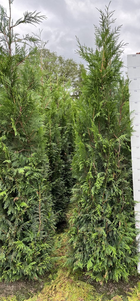 Thuja plicata 'Martin' | Reuze Levensboom