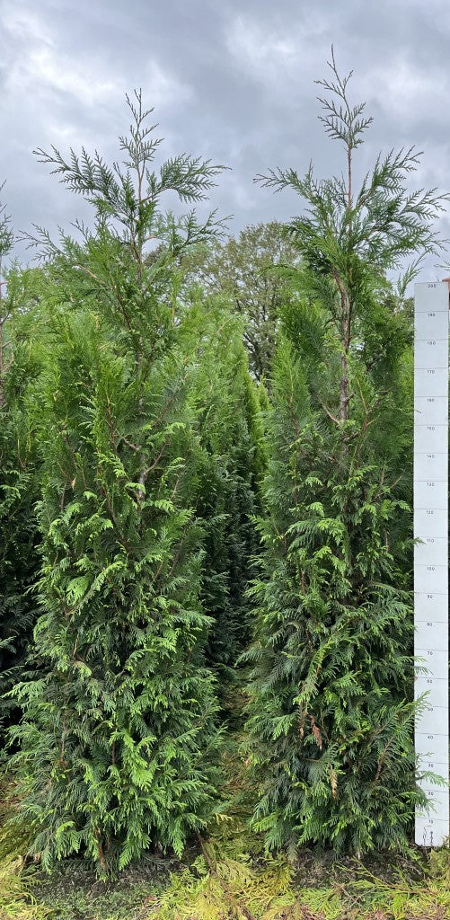 Thuja plicata 'Martin' | Reuze Levensboom