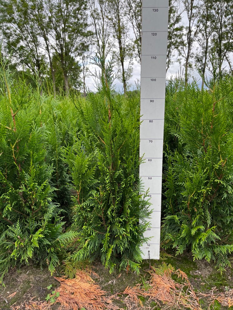 Thuja plicata 'Martin' | Reuze Levensboom