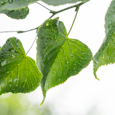 Winterlinde 'Greenspire' | Tilia cordata 'Greenspire'