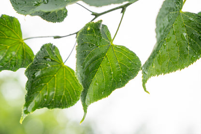 Winterlinde 'Greenspire' | Tilia cordata 'Greenspire'