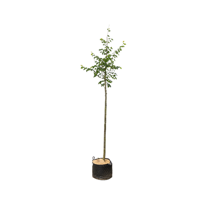 Winterlinde 'Greenspire' | Tilia cordata 'Greenspire'