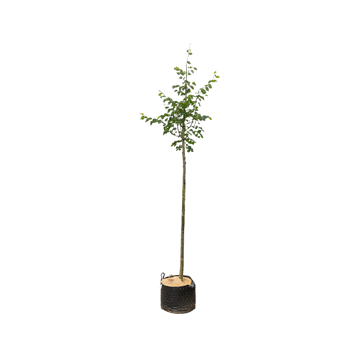 Winterlinde 'Greenspire' | Tilia cordata 'Greenspire'