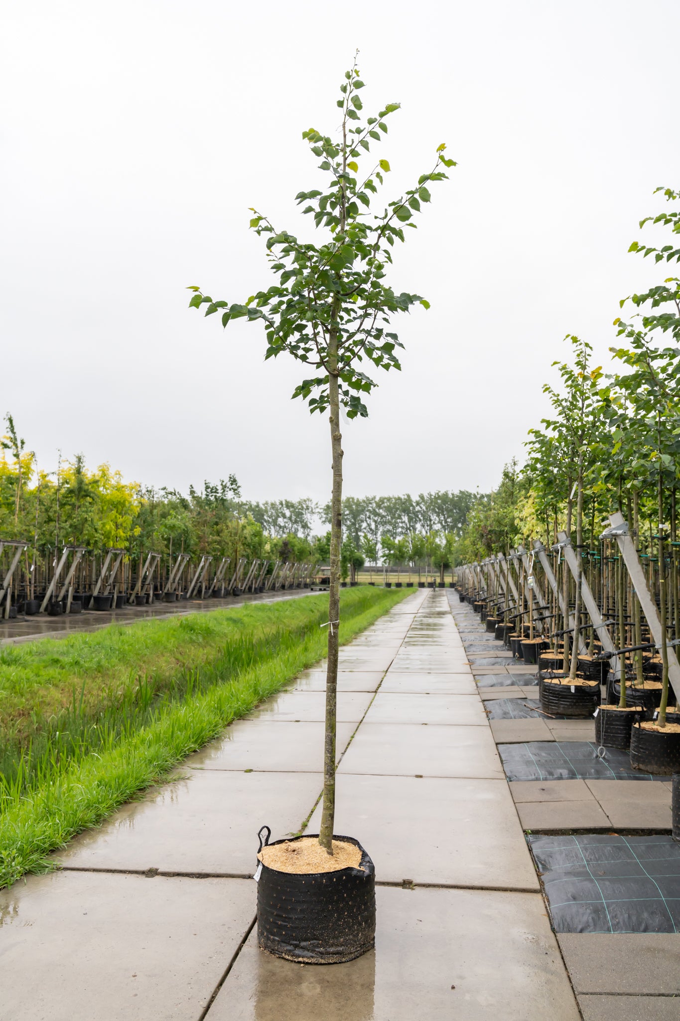 Winterlinde 'Greenspire' | Tilia cordata 'Greenspire'