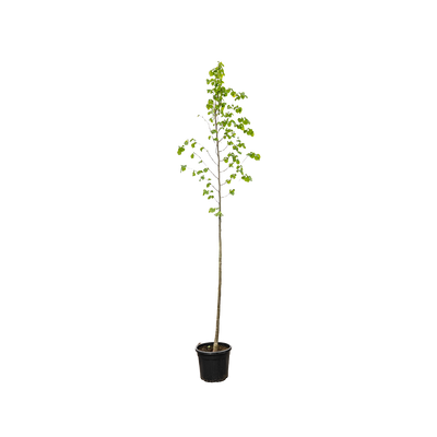 Koningslinde | Tilia europaea 'Pallida'