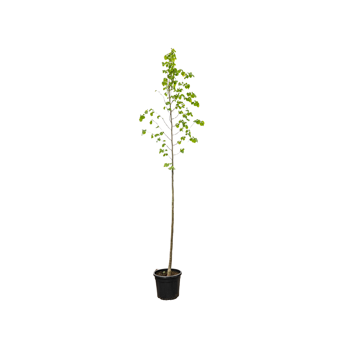 Koningslinde | Tilia europaea 'Pallida'
