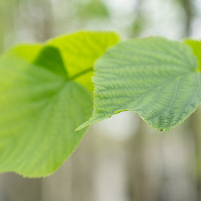 Koningslinde | Tilia europaea 'Pallida'