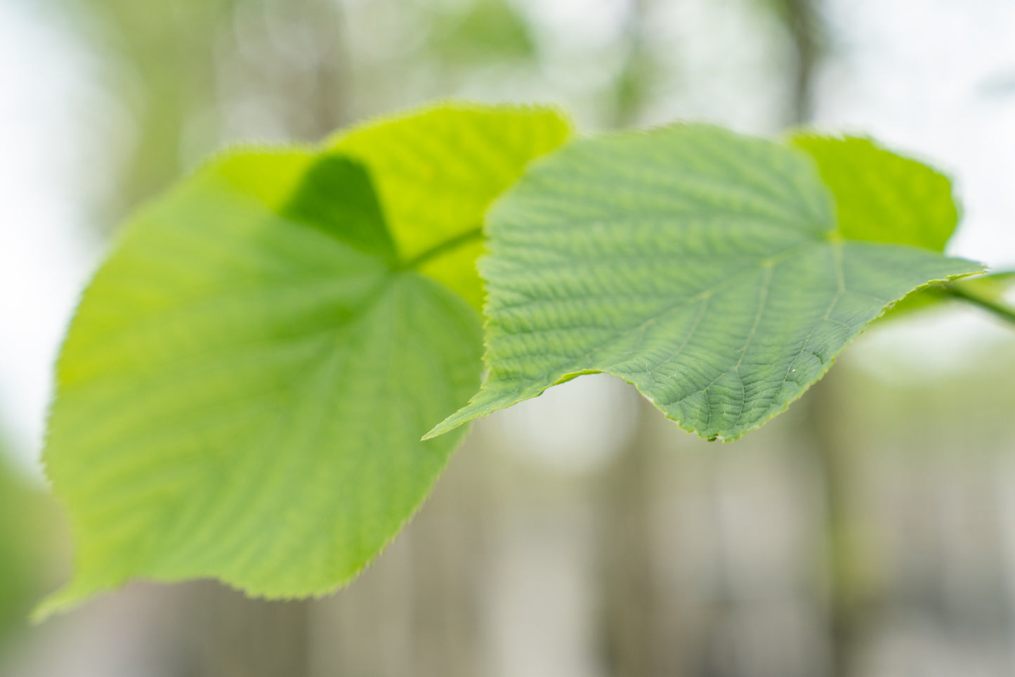 Koningslinde | Tilia europaea 'Pallida'