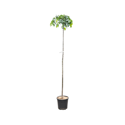 Prieeliep | Ulmus 'Camperdownii'