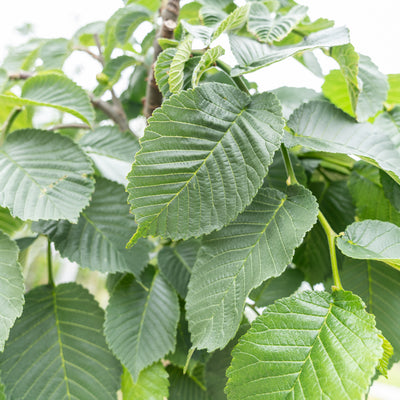 Prieeliep | Ulmus 'Camperdownii'