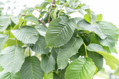 Prieeliep | Ulmus 'Camperdownii'