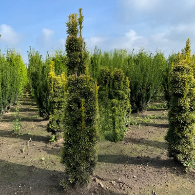 Venijnboom | Taxus baccata 'David'