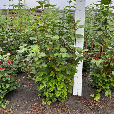 Gelderse roos | Viburnum opulus