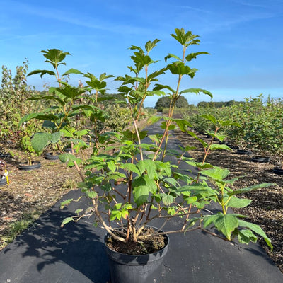 Gelderse roos | Sneeuwbal | Viburnum opulus 'Roseum'