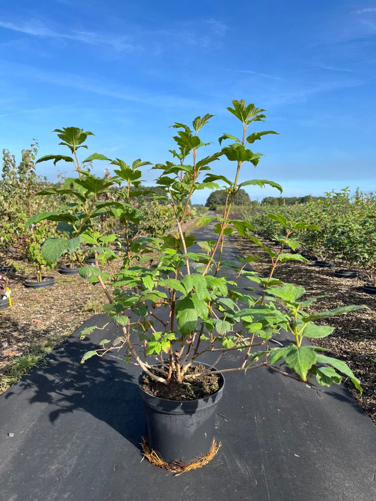Gelderse roos | Sneeuwbal | Viburnum opulus 'Roseum'