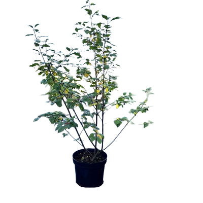 Vuilboom | Rhamnus frangula