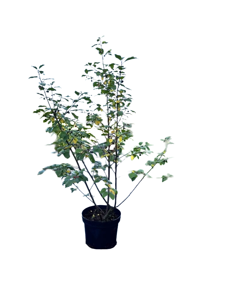 Vuilboom | Rhamnus frangula