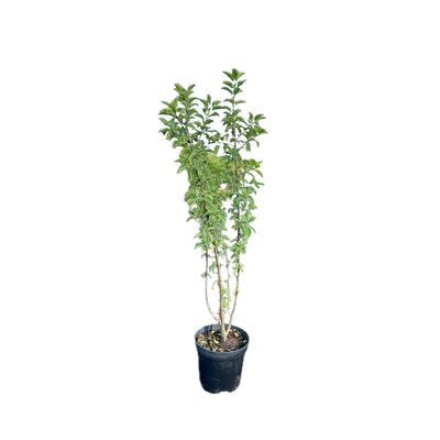 Wegedoorn | Rhamnus cathartica