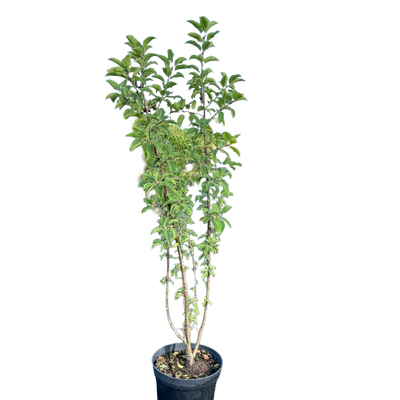 Wegedoorn | Rhamnus cathartica