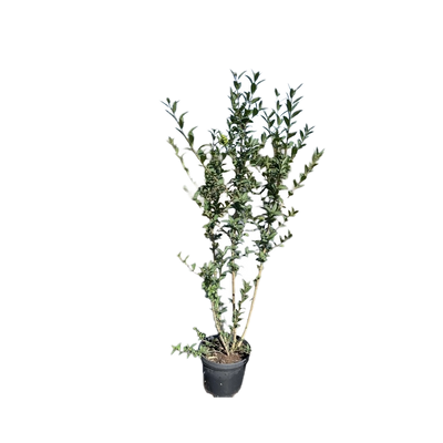 Wilde Liguster | Ligustrum vulgare