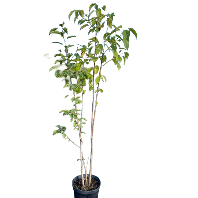 Zoete Kers | Prunus avium