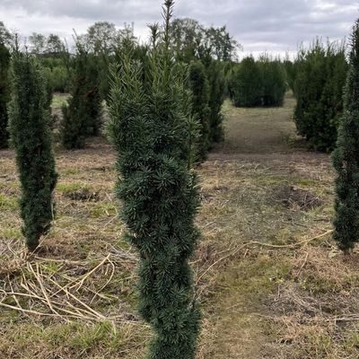 Zuiltaxus | Taxus baccata 'Fastigiata Robusta'