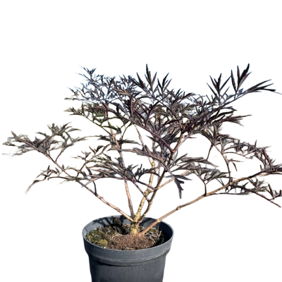 Zwarte vlier | Sambucus nigra 'Black Beauty'