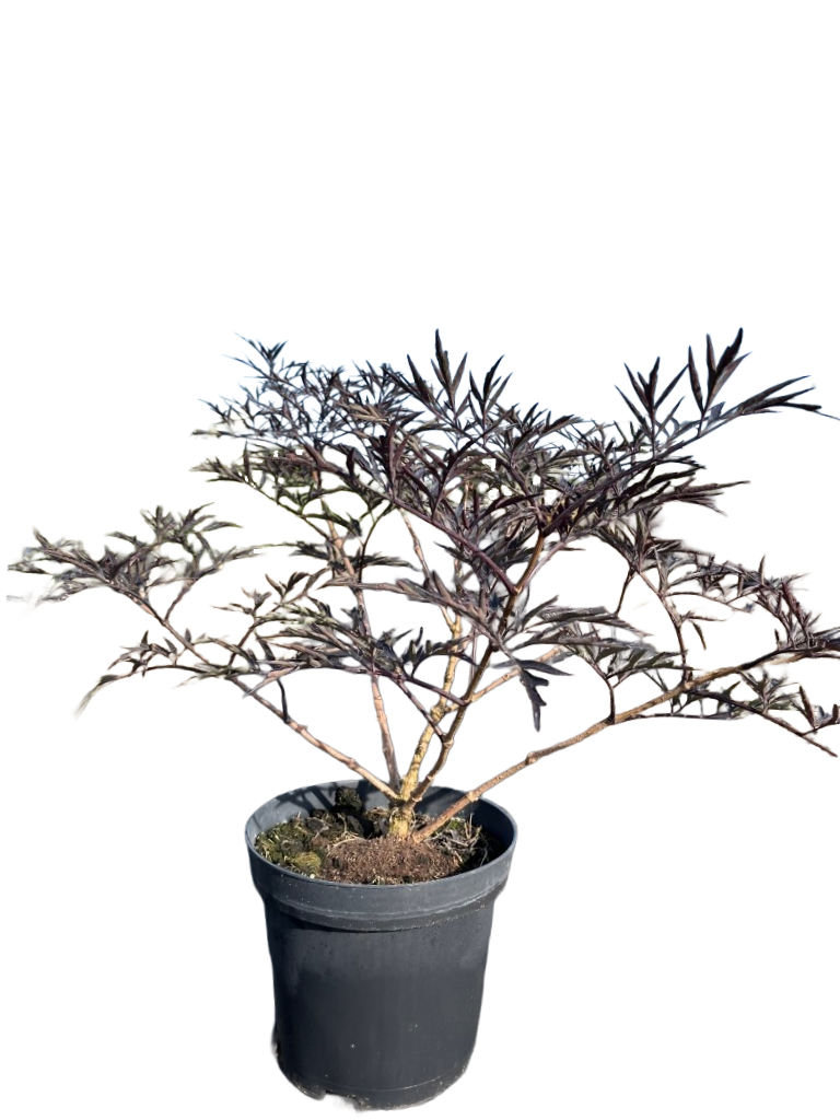 Zwarte vlier | Sambucus nigra 'Black Beauty'