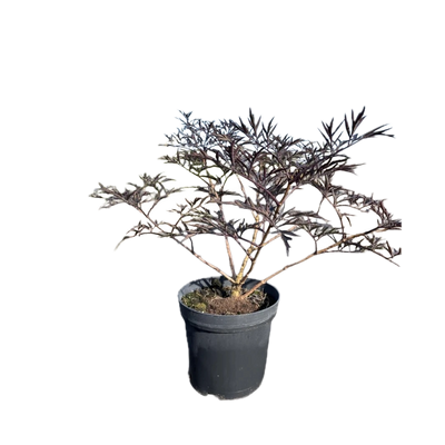 Zwarte vlier | Sambucus nigra 'Black Beauty'