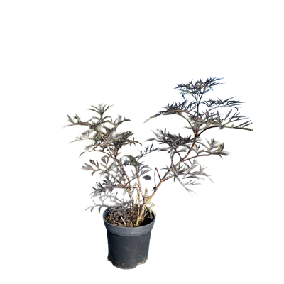 Zwarte vlier | Sambucus nigra 'Black Lace'