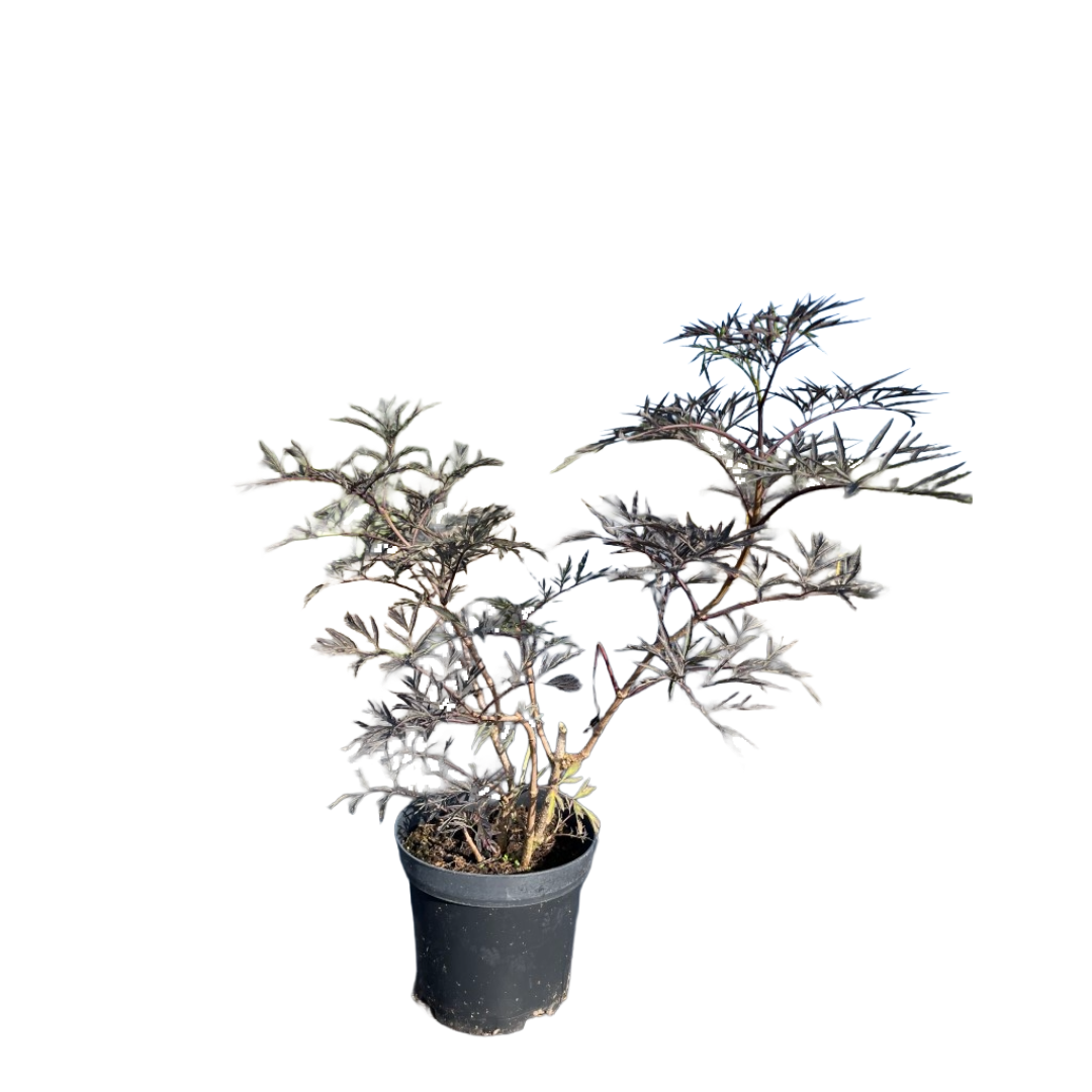 Zwarte vlier | Sambucus nigra 'Black Lace'