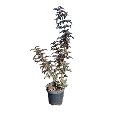 Zwarte vlier | Sambucus nigra 'Black Tower'