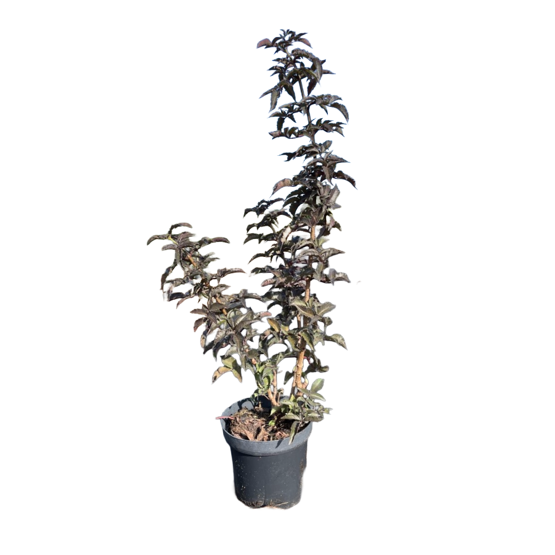 Zwarte vlier | Sambucus nigra 'Black Tower'