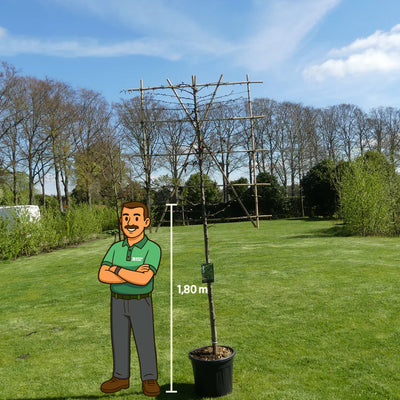 Groene leibeuk