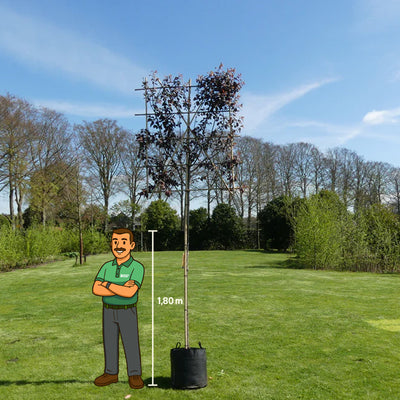 Kersboom leiboom