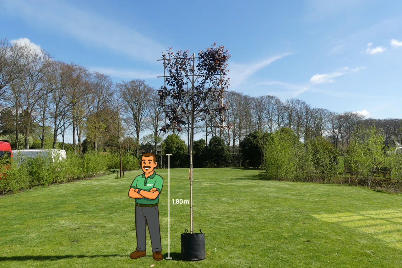 Kersboom leiboom