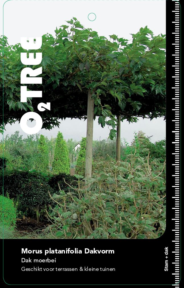 Dak moerbei | Morus alba fruitless