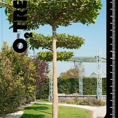 Dakplataan | platanus hispanica