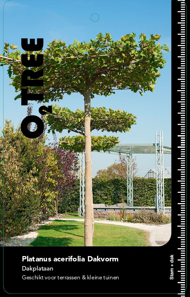 Dakplataan | platanus hispanica