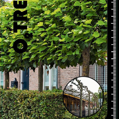 Leiplataan | platanus hispanica