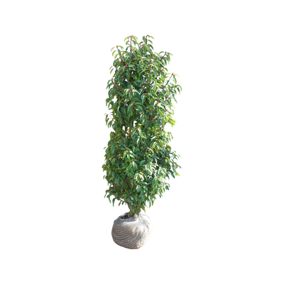 Portugese Laurier | Prunus l. 'Angustifolia'