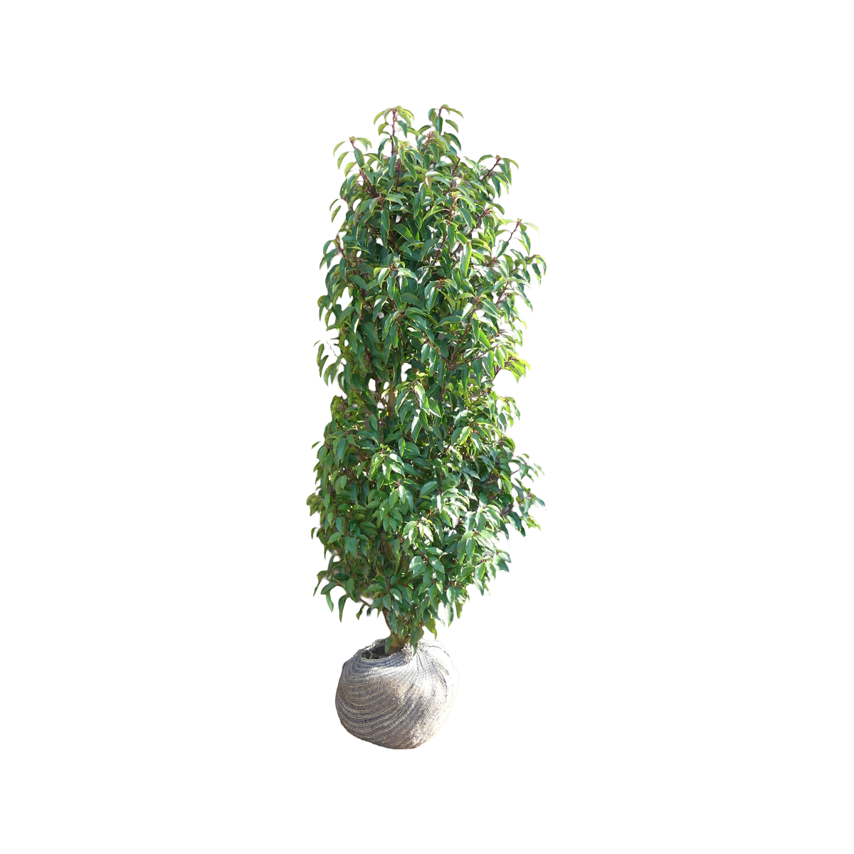 Portugese Laurier | Prunus l. 'Angustifolia'